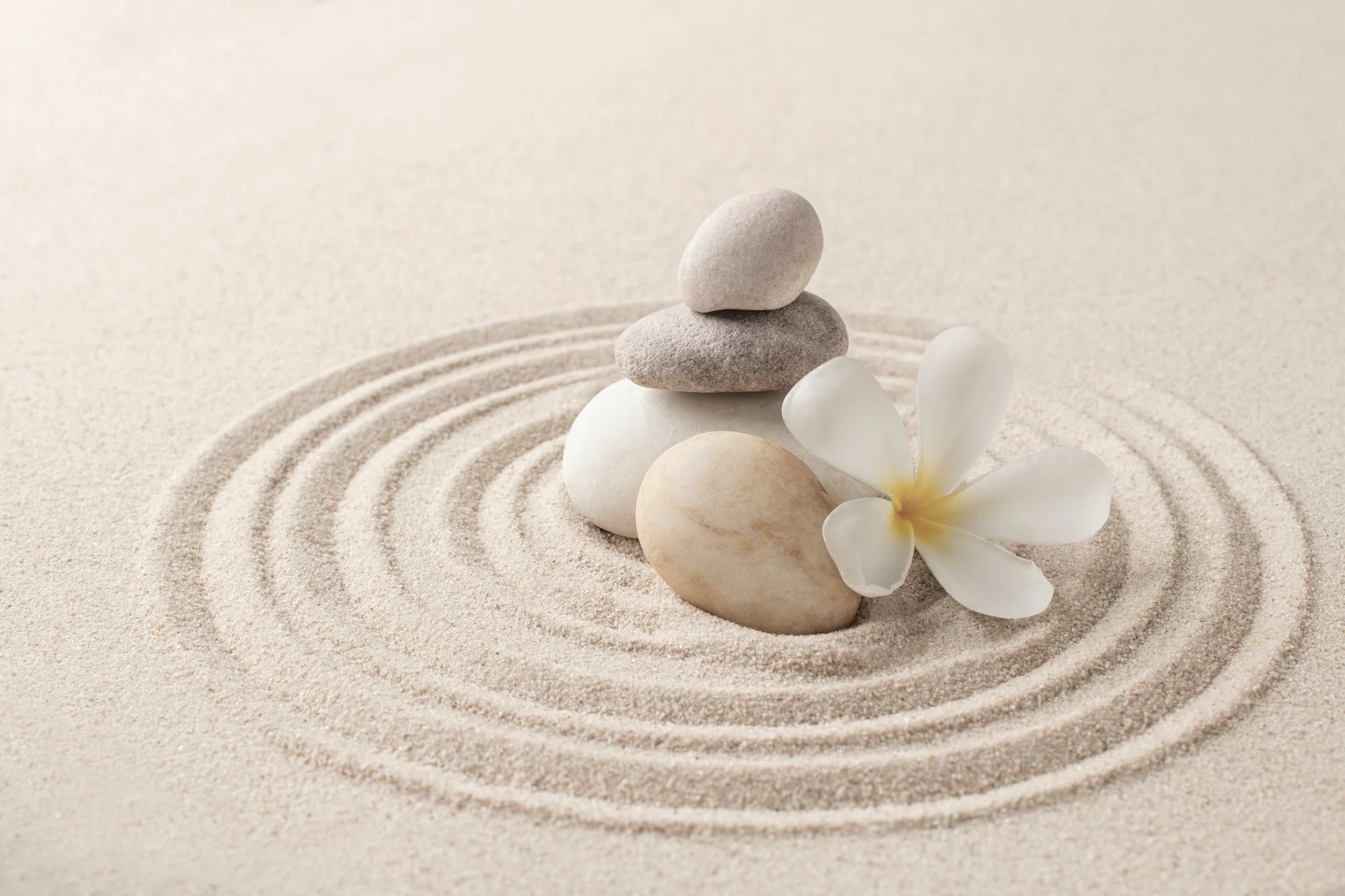 Balanced stones and a white flower on raked sand